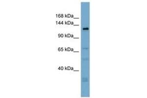 Image no. 1 for anti-Anoctamin 3 (ANO3) (AA 719-768) antibody (ABIN6742040) (ANO3 anticorps  (AA 719-768))