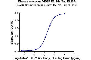 Immobilized Rhesus macaque VEGF R2, His Tag at 0. (VEGFR2/CD309 Protein (AA 20-764) (His tag))