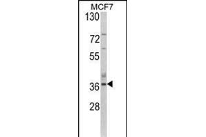 Western blot analysis of AS Antibody (N-term) (ABIN390843 and ABIN2841069) in MCF7 cell line lysates (35 μg/lane).