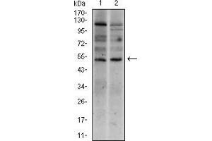 Western blot analysis using T mouse mAb against Raji (1), and Jurkat (2) cell lysate. (T Antigen (AA 257-309) anticorps)