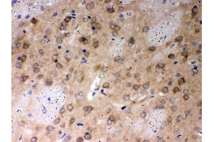 Anti- PP2A-alpha Picoband antibody, IHC(P) IHC(P): Rat Brain Tissue