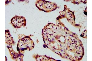 IHC image of ABIN7163230 diluted at 1:600 and staining in paraffin-embedded human placenta tissue performed on a Leica BondTM system. (PICALM anticorps  (AA 517-624))