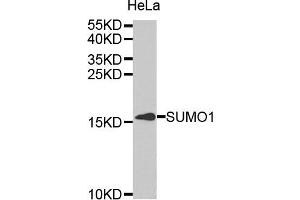 Western blot analysis of extracts of HeLa cell line, using SUMO1 antibody. (SUMO1 anticorps)