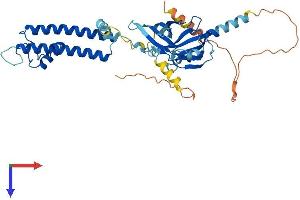 AlphaFold protein structure predicition of Mouse Recombinant Kcnj16 Protein, UniprotID Q9Z307