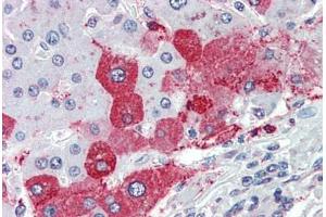 Anti-KIAA1324 antibody  ABIN960789 IHC staining of human liver. (ELAPOR1 anticorps  (Internal Region))