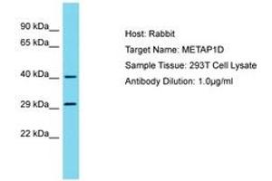 MAP1D antibody  (AA 23-72)