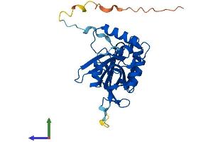 AlphaFold protein structure predicition of Mouse Recombinant Pnpo Protein, UniprotID Q91XF0