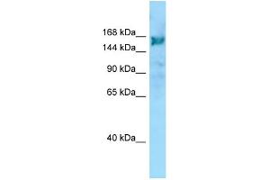 WB Suggested Anti-ARHGEF10 Antibody Titration: 1. (ARHGEF10 anticorps  (C-Term))