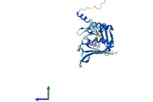 AlphaFold protein structure predicition of Mouse Recombinant Rpf2 Protein, UniprotID Q9JJ80