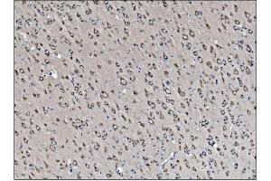 IHC analysis of VAMP4 using anti-VAMP4 antibody (ABIN7598962). (VAMP4 anticorps  (AA 1-118))
