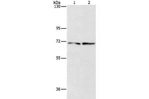 Western Blot analysis of HepG2 and 293T cell using IFT74 Polyclonal Antibody at dilution of 1:1400 (IFT74 anticorps)