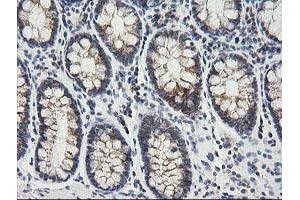 Image no. 3 for anti-Mitochondrial Ribosomal Protein S34 (MRPS34) antibody (ABIN1499566) (MRPS34 anticorps)