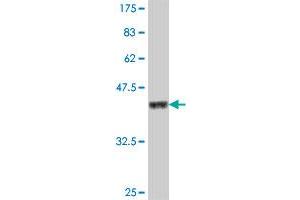 Western Blot detection against Immunogen (37.