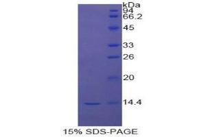 SDS-PAGE (SDS) image for Signal Transducer and Activator of Transcription 3 (Acute-Phase Response Factor) (STAT3) (AA 563-670) protein (His tag) (ABIN1171369) (STAT3 Protein (AA 563-670) (His tag))