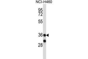 Western Blotting (WB) image for anti-Membrane-Associated Ring Finger (C3HC4) 11 (MARCH11) antibody (ABIN2997555) (MARCH11 anticorps)