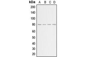 Western blot analysis of GRK2 expression in HeLa (A), HEK293T (B), NIH3T3 (C), H9C2 (D) whole cell lysates.