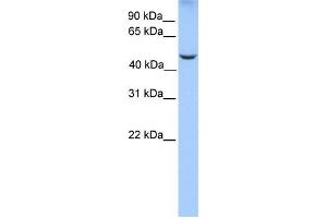 Western Blotting (WB) image for anti-PHD Finger Protein 17 (PHF17) antibody (ABIN2458112) (PHF17 anticorps)