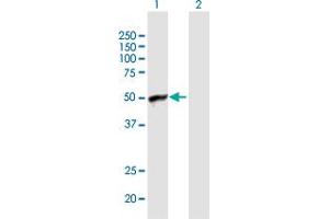 Western Blot analysis of ARFIP1 expression in transfected 293T cell line by ARFIP1 MaxPab polyclonal antibody. (ARFIP1 anticorps  (AA 1-373))