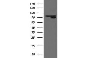 Image no. 8 for anti-Mitochondrial Intermediate Peptidase (MIPEP) (AA 174-516) antibody (ABIN1491015)