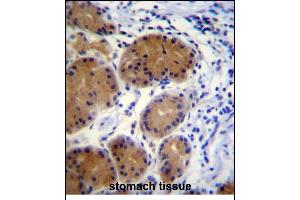MORN5 Antibody (C-term) (ABIN656139 and ABIN2845478) immunohistochemistry analysis in formalin fixed and paraffin embedded human stomach tissue followed by peroxidase conjugation of the secondary antibody and DAB staining. (MORN5 anticorps  (C-Term))
