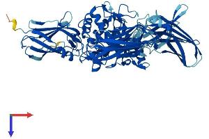 AlphaFold protein structure predicition of Human Recombinant TGM4 Protein, UniprotID P49221