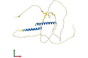 AlphaFold protein structure predicition of Human Recombinant TAL1 Protein, UniprotID P17542