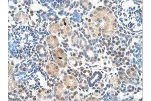 Image no. 1 for anti-Zinc Finger Protein 274 (ZNF274) (AA 87-136) antibody (ABIN203353) (ZNF274 anticorps  (AA 87-136))