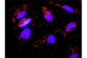Proximity Ligation Analysis of protein-protein interactions between FGFR2 and FGF8.
