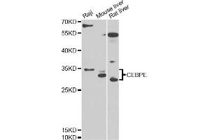 Western blot analysis of extracts of various cell lines, using CEBPE antibody (ABIN6291284) at 1:1000 dilution. (CEBPE anticorps)
