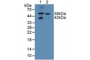 Figure. (GALNS anticorps  (AA 172-381))