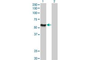 Western Blot analysis of AGER expression in transfected 293T cell line by AGER monoclonal antibody (M02A), clone 1C1. (RAGE anticorps  (AA 23-404))