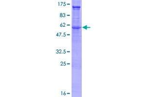 Image no. 1 for Syndecan 2 (SDC2) (AA 1-201) protein (GST tag) (ABIN1319340)