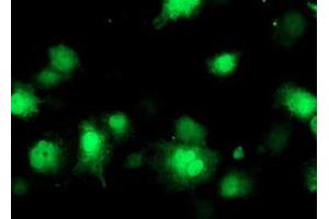 Image no. 6 for anti-CoA Synthase (COASY) antibody (ABIN1497556) (COASY anticorps)