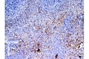 IHC testing of FFPE rat spleen tissue with Pf4 antibody at 1ug/ml. (PF4 anticorps)