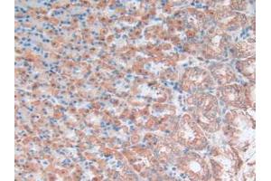 IHC-P analysis of Rat Stomach Tissue, with DAB staining. (OLR1 anticorps  (AA 51-314))
