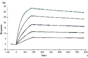 Human IL-10 R alpha, His Tag captured on CM5 Chip via Anti-His Antibody can bind Human IL-10, No Tag with an affinity constant of 0. (IL-10 Protein (AA 19-178))