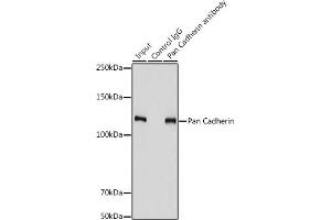 anti-CDH1,CDH2,CDH3,CDH4 (AA 800-882) antibody