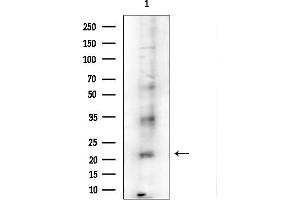 Western blot analysis of lysates from Mouse testis, using PRSS33 Antibody at 1/1000 dilution.
