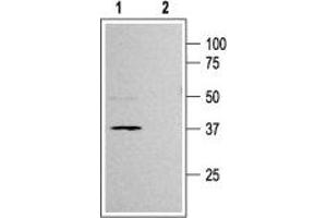 Western blot analysis of rat pancreas membranes: - 1. (KCNJ11 anticorps  (C-Term, Intracellular))