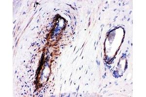 IHC-P: LASP1 antibody testing of human placenta tissue (LASP1 anticorps  (C-Term))