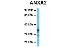 Host:  Rabbit  Target Name:  ANXA2  Sample Tissue:  Human 293T  Antibody Dilution:  1. (Annexin A2 anticorps  (C-Term))