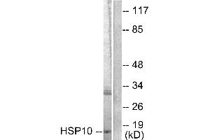 Western blot analysis of extracts from NIH/3T3 cells, using HSP10 antibody (#C0230). (HSPE1 anticorps)