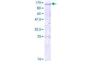 Image no. 1 for Integrator Complex Subunit 7 (INTS7) (AA 1-962) protein (GST tag) (ABIN1307990)