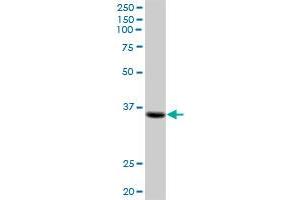 KIAA1166 MaxPab polyclonal antibody.