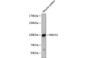 Western blot analysis of extracts of Mouse spleen using MKLN1 Polyclonal Antibody at dilution of 1:3000. (MKLN1 anticorps)