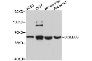 Western blot analysis of extracts of various cell lines, using SIGLEC8 antibody. (SIGLEC8 anticorps)