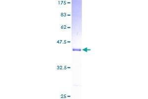 SDS-PAGE (SDS) image for Ubiquinol-Cytochrome C Reductase Binding Protein (UQCRB) (AA 1-111) protein (GST tag) (ABIN1324700)