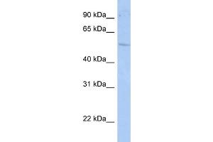 WB Suggested Anti-RORC Antibody Titration:  1 ug/ml  Positive Control:  HepG2 cell lysate (RORC anticorps  (N-Term))