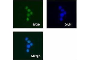 Immunofluorescence (IF) image for anti-Paired Box 9 (PAX9) antibody (ABIN2665320) (PAX9 anticorps)
