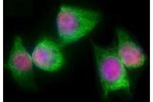 Immunofluorescence (IF) image for anti-T-Complex 1 (TCP1) antibody (ABIN2666193) (TCP1 alpha/CCTA anticorps)
